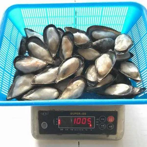 Good Price Top Quality Shellfish Frozen common half Shell Mussel