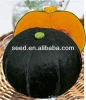 HeiBao 2 high yield hybrids f1 pumpkin seeds