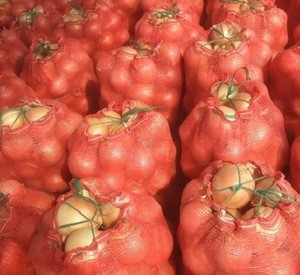 High Quality Best Selling Fresh Onions for Bulk Sale