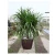 Import High quality long duration time lowes flower pots from China