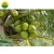Import HIGH QUALITY- LOW PRICE FRESH COCONUT FROM VIET NAM from Vietnam