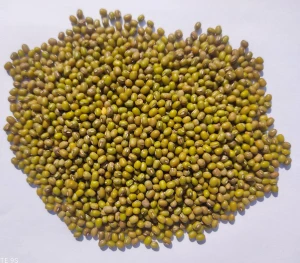 High Quality New Crop Thailand Green Mung Beans with FORM D for export to  ASEAN Countries Whatsapp +66992694444