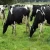 Import Holstein Friesian cattle pregnant Holstein friesian cattle with high milking capacity from Germany