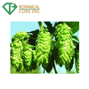 Hops extract/hops lupulin extract powder/Humulus Lupulus Extract