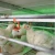 Import Hot new products for 2018 Automatic egg collection system chicken cage/poultry farming equipment from China