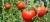 Import Hot sale Indian red fresh tomato from India
