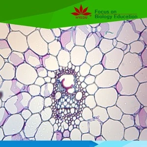 Individual Broad bean leaf epidermis W.M botany microscope prepared glass slide