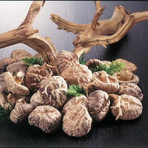 Japan organic jas 100% Fresh Cultivated Raw Brown Dried Shiitake reishi xianggu mushroom