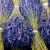 Import Lavender Essential Oil In Bulk from China
