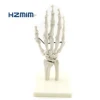 Life-size PVC Human hand model, Hand Joint, hand Skeleton Model for Teaching Medical Science