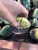 Import live large indoor succulent nursery cactus plant 12-15cm TRICHOCEREUS pachanoi online outdoor home decoration from China