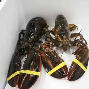 LIVE LOBSTER NOW AVAILABLE YEAR ROUND