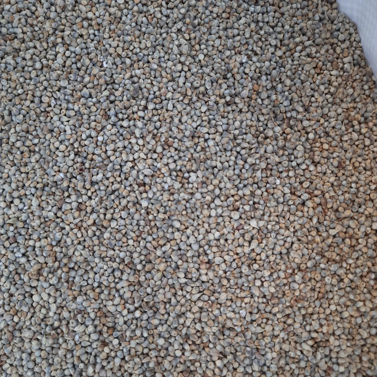 Machine Cleaned Green Millet/ Bajra Millet Bajra Seeds for Export