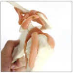 medical science subject and human anatomical simulation skeleton model   Life size Shoulder Joint model