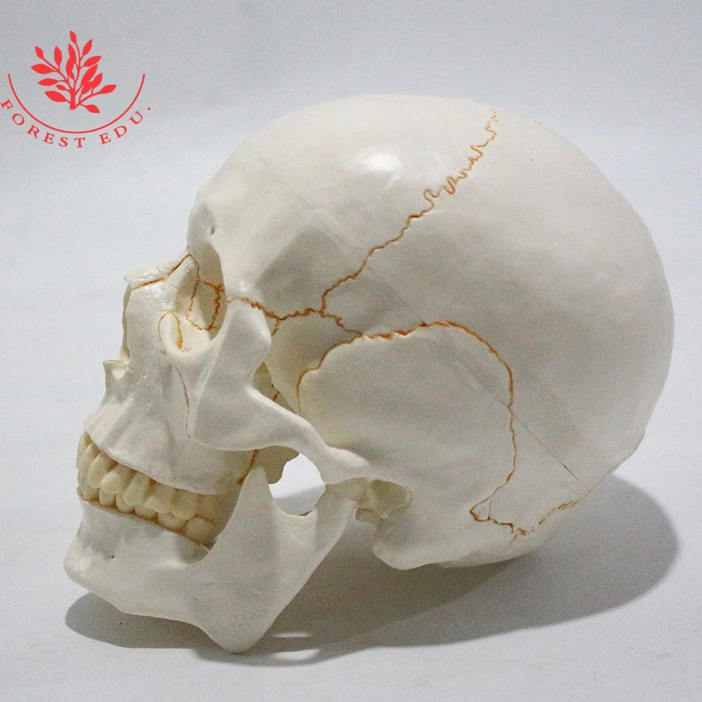 Medical Vivid life size suture line Human anatomic skull model