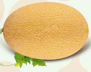 MSM181 Jinbi 3.5kg golden yellow skin hybrid hami melon seeds f1
