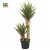 Natural-Design 0.9m Indoor Decoration/Ornament Plastic Artificial Aloe Vera Plant