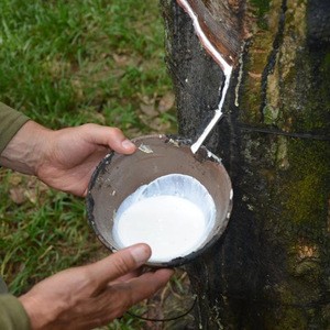 Natural Rubber Latex 60% Drc Rubber Latex is supplied