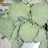 New crop high quality bulk fresh vegetable green chinese broccoli