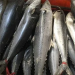 China Market Spanish Mackerel Fish For Fish Ball