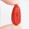 Ningxia 100% Natural Dried Goji Berry wolfberry 180 grain the biggest count Golden Supplier