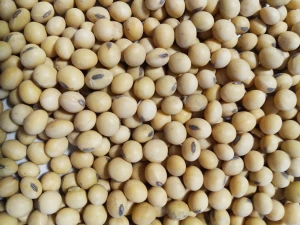 Non-GMO Soybean from Argentina