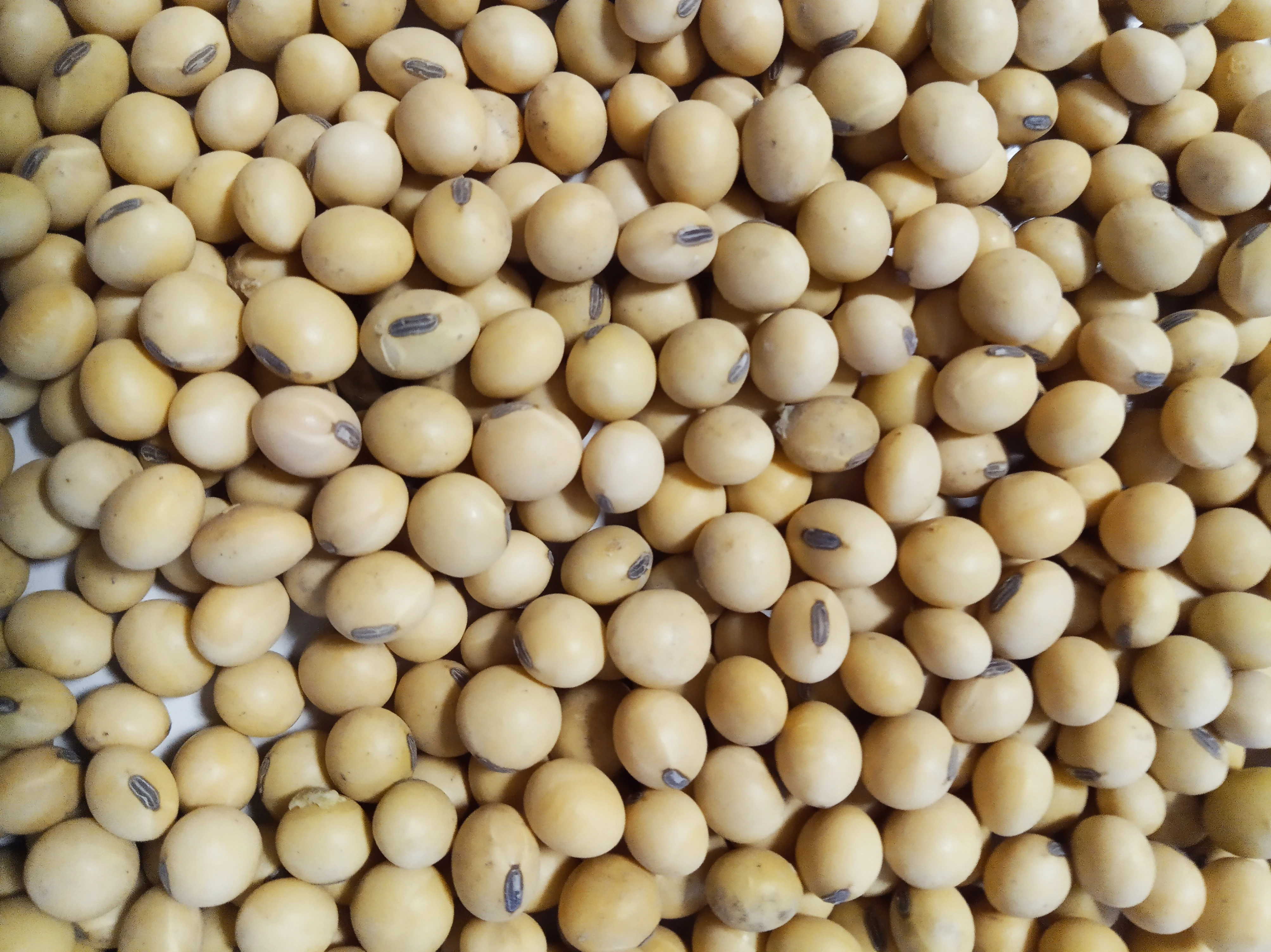 Non-GMO Soybean from Argentina