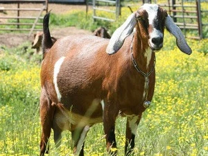 nubian goats beef