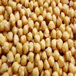 Organic Chickpeas / White Chick Pea Beans Natural Organic Desi Chickpeas Good Quality Chick Pea Desi