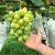 Import Organic hot sale vitamin rich japanese organic grapes for wholesale from Japan