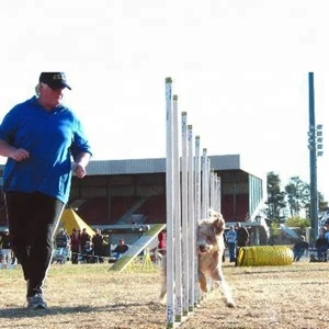 Outdoor Sport Equipment S Shape Handle Pet Dog Agile Training Equipment