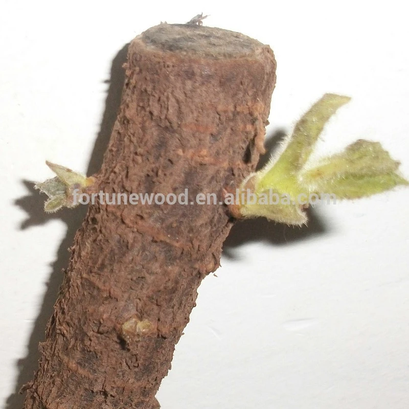paulownia elongata tree seedling