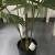 Import plantas-artificial 2m decorative Large artificial fan palm tree from China