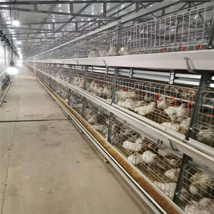 Poultry Breeding Chicken Cage Battery Broiler Chicken Cages