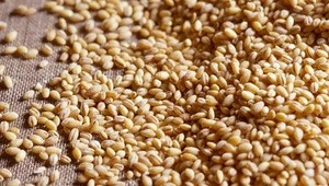 Premium Barley Exporter