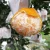 Import Premium Fresh Citrus fruits Top Grade Chinese Tangerine fruits Chunjian Mandarin oranges from China