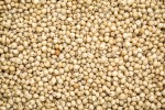 Premium Organic White Sorghum for Sale