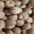 Import Premium Quality Organic Betel Nuts Whole at Best Price from South Africa