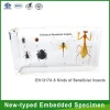 QF6 kinds of Beneficial Insects/museum decoration/good educational supplies