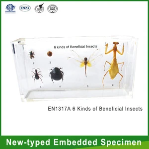 QF6 kinds of Beneficial Insects/museum decoration/good educational supplies