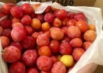 Quality Juicy Fresh Plums Now Available on 30% Discount Ready for Export