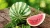 Import Red water melon for sales from Philippines