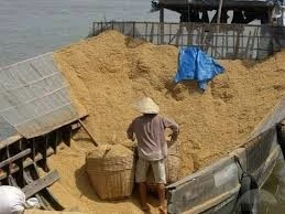 RICE BRAN FOR ANIMAL FEED_HIGH QUALITY AND CHEAP PRICE ORIGIN VIET NAM 2015 (MS MARY - mary@vietnambiomass.com/ 849 07 377 828)