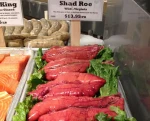 Shad roe