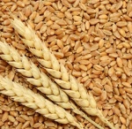 Soft wheat, Wheat, grains, barley, wheat flour, best quality, cheap, pure, natural, non GMO, organic