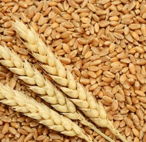 Soft wheat, Wheat, grains, barley, wheat flour, best quality, cheap, pure, natural, non GMO, organic