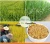 Import Supply oatmeal, cereal flakes for bakery food, snack food mainly raw material from China
