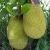 Import Sweet Subtropical Fresh Jack Fruit from Bangladesh