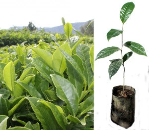 Tea Live Plant Green Black Herbal Natural Medicine Trees Camellia Sinensis Tropical Garden Home Bush Ecuador