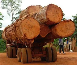 Timber  Logs :  Raw Materials>>Logs